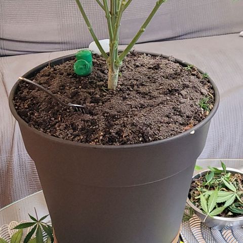 Pearli growlog photo: 150 gr. Feststoffdünger Flo verteilt per Top Dress