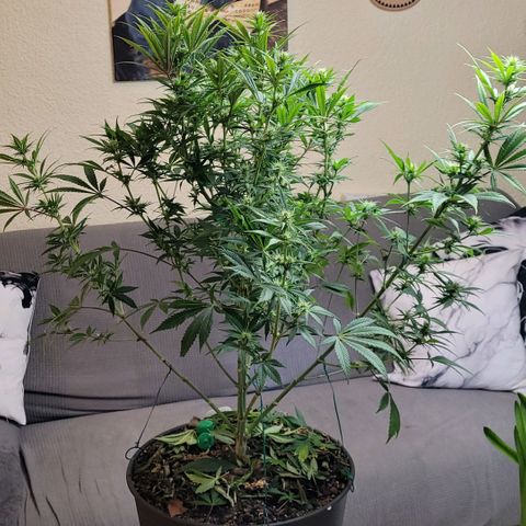 Pearli growlog photo: Mit Planzenbinder etwas in die Breite gezogen damit überall Licht ran kann