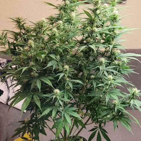 Berry growlog timeline photo