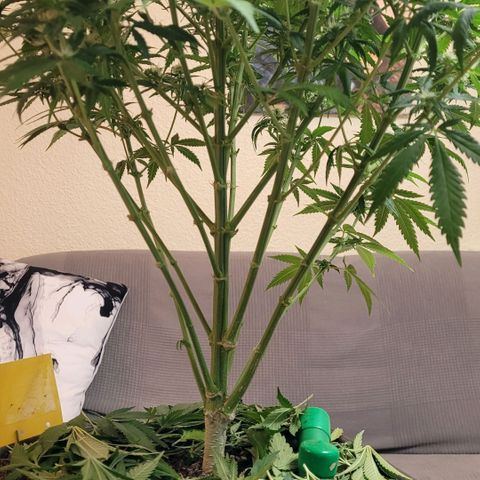 Berry growlog timeline photo