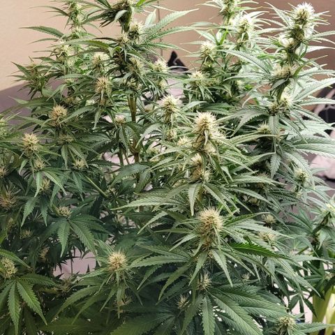 Berry growlog timeline photo