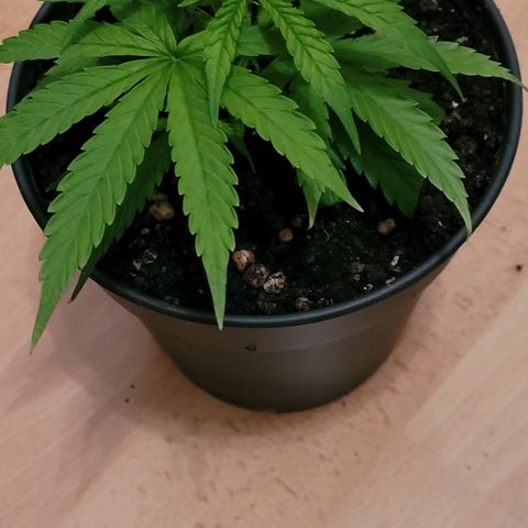 Cookies OG Kloni #2 growlog timeline photo