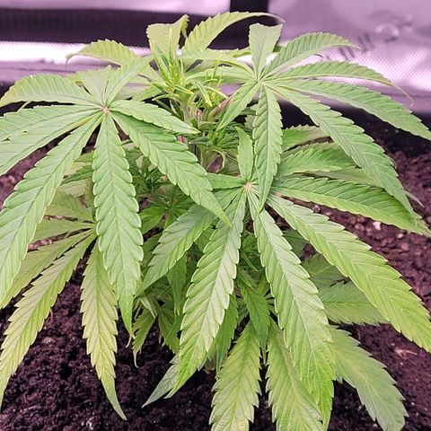 Cookies OG Kloni #1 growlog timeline photo