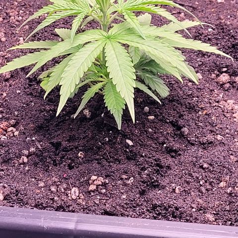 Cookies OG Kloni #2 growlog timeline photo