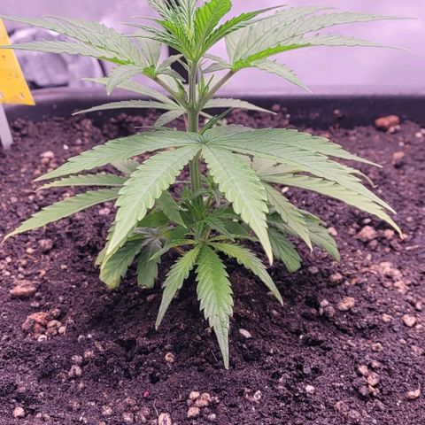 Cookies OG Kloni #2 growlog timeline photo