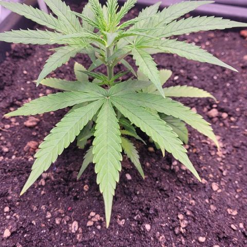 Cookies OG Kloni #2 growlog timeline photo