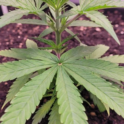 Cookies OG Kloni #2 growlog timeline photo