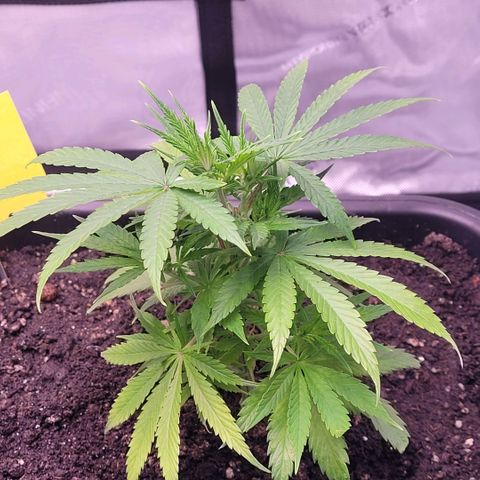 Cookies OG Kloni #1 growlog timeline photo