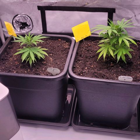 Cookies OG Kloni #1 growlog timeline photo