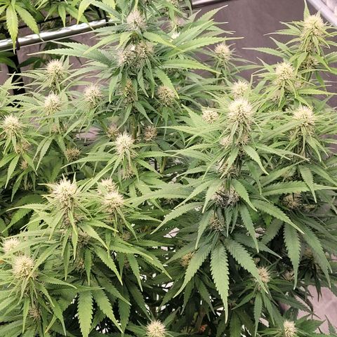 Berry growlog timeline photo