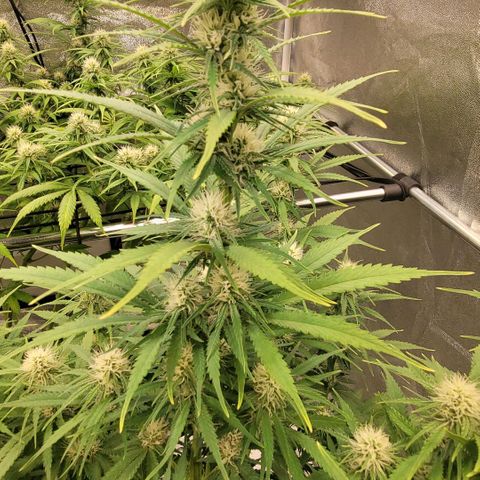 Berry growlog timeline photo