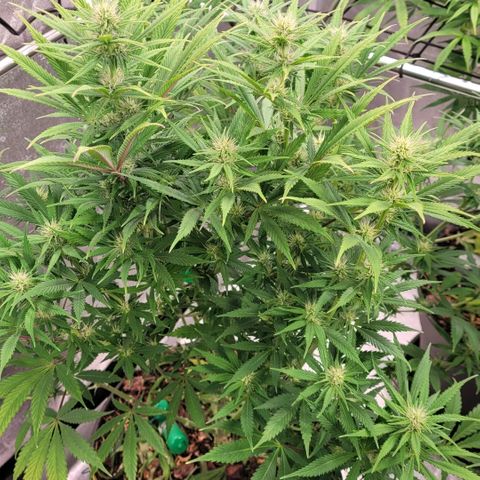 Pearli growlog timeline photo
