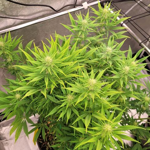 Pearli growlog timeline photo