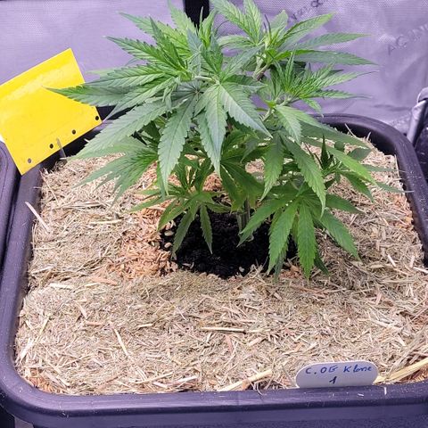 Cookies OG Kloni #1 growlog timeline photo