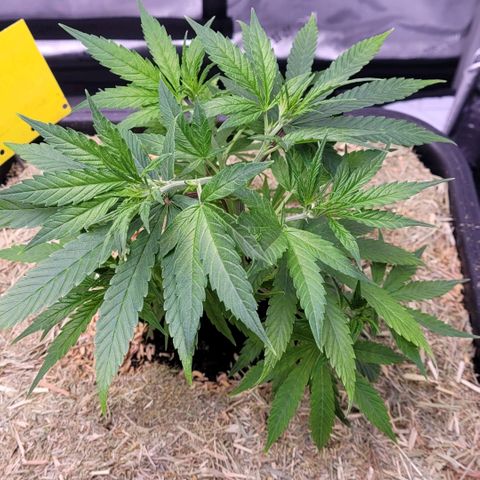 Cookies OG Kloni #1 growlog timeline photo