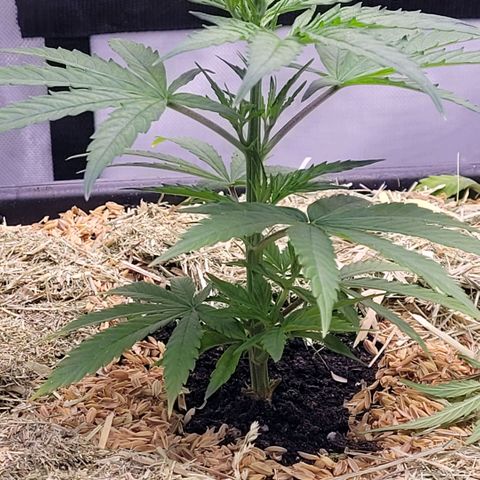 Cookies OG Kloni #2 growlog timeline photo