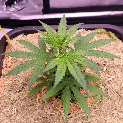 Cookies OG Kloni #2 growlog timeline photo