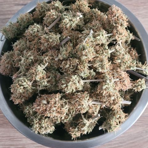 BubbleGum #2 growlog photo: Heute geht sie ins Glas mit 62 % Boveda