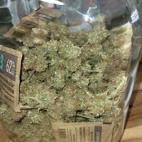 BubbleGum #2 growlog photo: Zur weiteren Lagerung im Glas ein gelegt mit 62 % Boveda