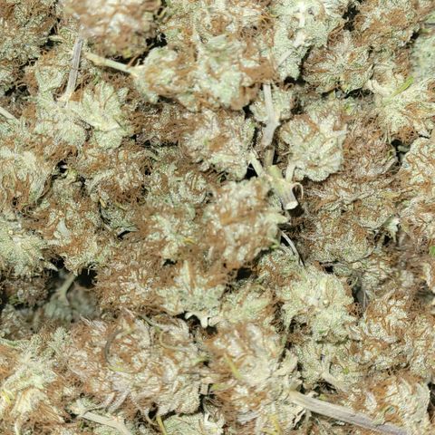 BubbleGum #1 growlog photo: Mit Blitzlicht