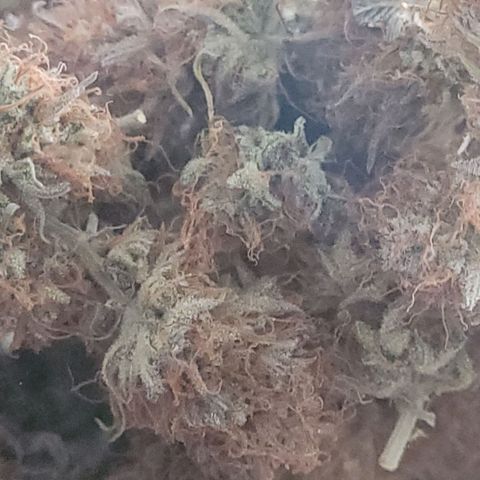 BubbleGum #1 growlog photo: Auch sie wurde heute zur weiteren Lagerung im Glas Bottel ein gelegt. Nach 5 Tagen Trocknung und 12 Tage Cure Cycle im Cannatrol