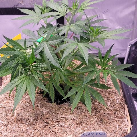 Cookies OG Kloni #1 growlog timeline photo