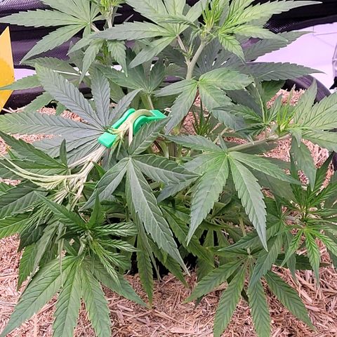 Cookies OG Kloni #1 growlog timeline photo