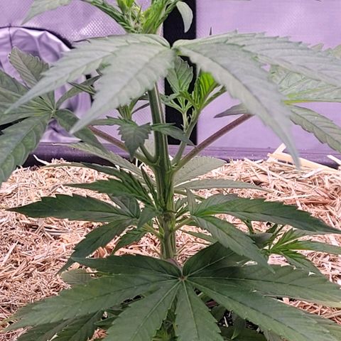 Cookies OG Kloni #2 growlog photo: Hier sieht man jetzt den Seitentriebwuchs der deutlich schneller und mehr geworden ist nach dem Toppen der Hauptspitze