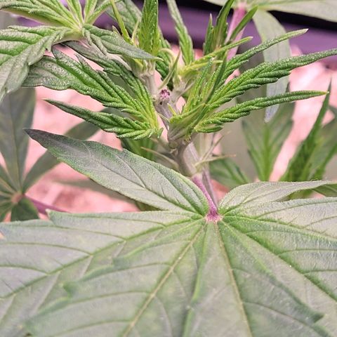 Cookies OG Kloni #2 growlog photo: Oben bilden sich jetzt drei, vier neue Haupttriebe