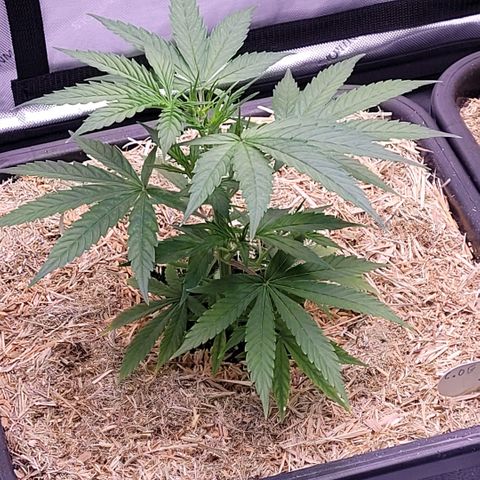 Cookies OG Kloni #2 growlog timeline photo