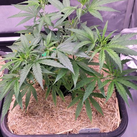 Cookies OG Kloni #1 growlog timeline photo