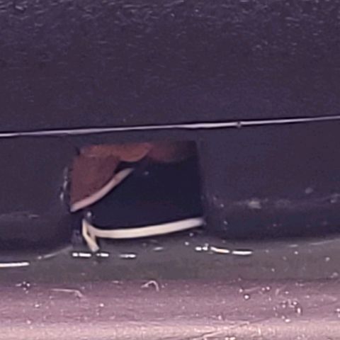 Cookies OG Kloni #1 growlog timeline photo