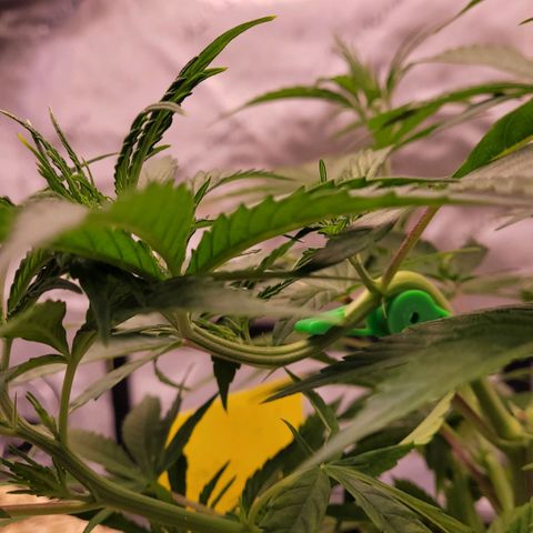 Cookies OG Kloni #1 growlog timeline photo