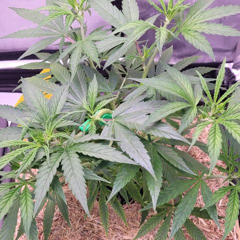 Cookies OG Kloni #1 growlog timeline photo