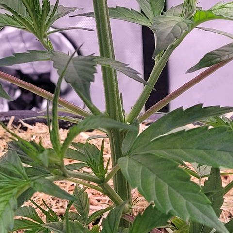 Cookies OG Kloni #2 growlog timeline photo