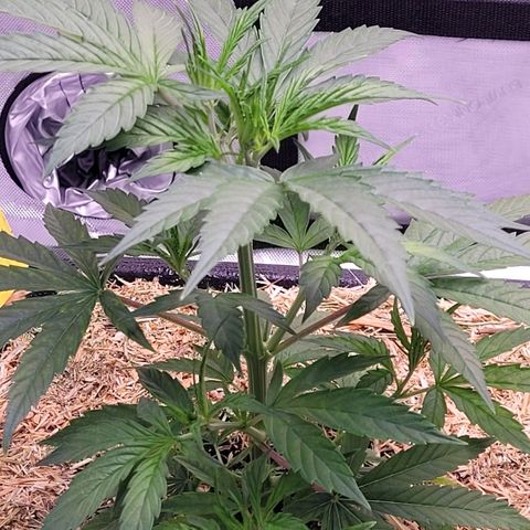 Cookies OG Kloni #2 growlog timeline photo