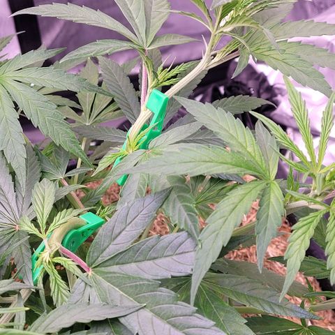 Cookies OG Kloni #1 growlog timeline photo