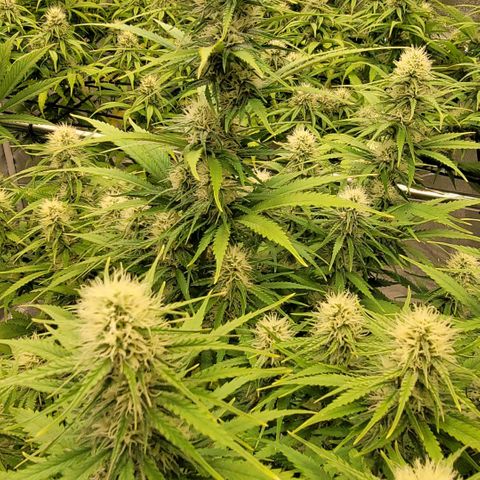 Berry growlog timeline photo