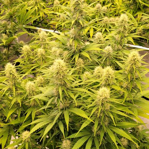 Berry growlog timeline photo