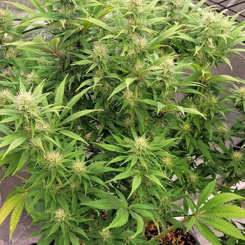 Pearli growlog timeline photo