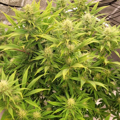 Pearli growlog timeline photo