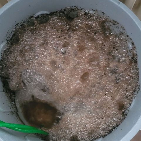 Cookies OG Kloni #1 growlog photo: Der Kompost Tee erster Tag, nach 19 Stunden 