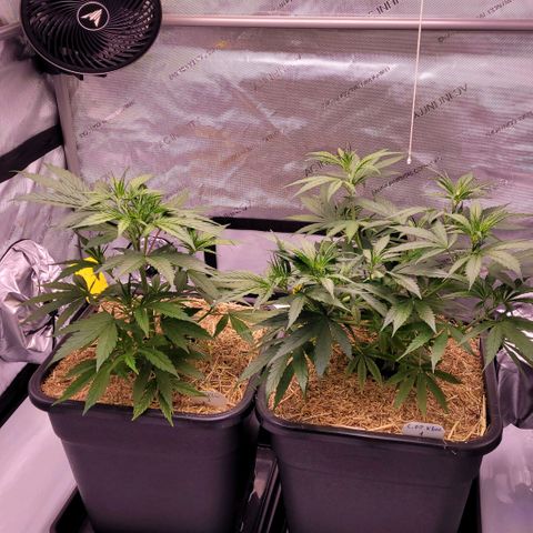Cookies OG Kloni #1 growlog photo: Die haben ordentlich zu gelegt in den letzten 2 - 3 Tagen.