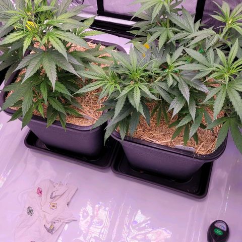 Cookies OG Kloni #1 growlog photo: Die haben ordentlich zu gelegt in den letzten 2 - 3 Tagen.