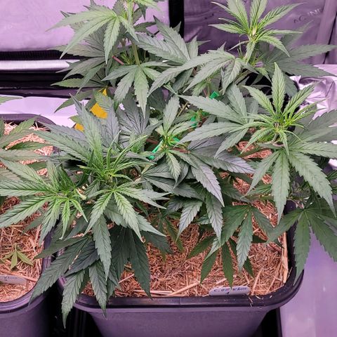Cookies OG Kloni #1 growlog timeline photo