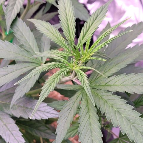 Cookies OG Kloni #1 growlog timeline photo