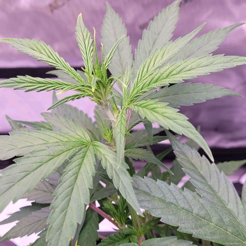 Cookies OG Kloni #1 growlog timeline photo