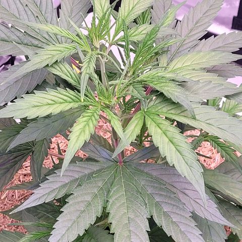 Cookies OG Kloni #2 growlog timeline photo
