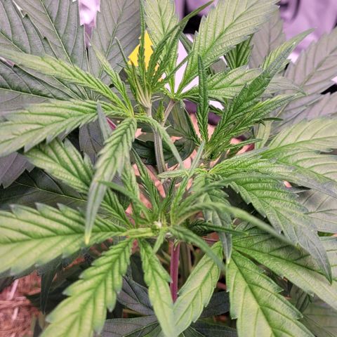 Cookies OG Kloni #2 growlog photo: Drei Hauptspitzen auf gleicher Höhe