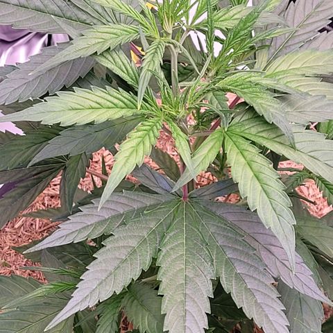 Cookies OG Kloni #2 growlog photo: Dicht und große Blätter sind jetzt oben raus